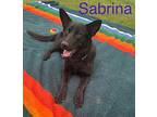 Sabrina German Shepherd Dog Adult Female