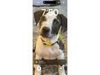 Adopt CoCo “Puff” a White - with Brown or Chocolate Mutt / Great Dane /