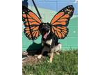 Adopt Cecil a Rottweiler / Mixed Breed (Medium) / Mixed dog in St.