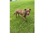 Adopt Henri a American Pit Bull Terrier / Labrador Retriever / Mixed dog in St.