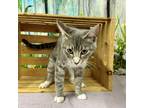 Ester Domestic Shorthair Young Female