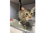 Adopt Beau a Brown Tabby Domestic Shorthair (short coat) cat in Grass Valley