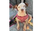 Adopt Bunny a White - with Tan, Yellow or Fawn Pointer / Hound (Unknown Type) /