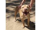 Adopt Chopstick a Tan/Yellow/Fawn Staffordshire Bull Terrier / Mixed dog in