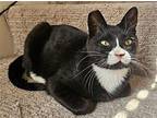 Chip Domestic Shorthair Kitten Male