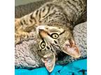 Pepo Domestic Shorthair Kitten Male