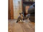 Adopt Panda a White (Mostly) American Shorthair / Mixed (short coat) cat in
