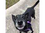 Missy Jack Russell Terrier Senior Female