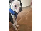 Adopt Zorg a Black - with White Boston Terrier / Mixed dog in Woodbridge