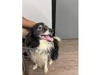 Runner Border Collie Senior Male