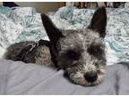 Adopt Milo a Gray/Silver/Salt & Pepper - with White Miniature Schnauzer / Poodle