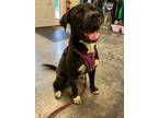 Adopt Cassanova a American Pit Bull Terrier / Mixed Breed (Medium) / Mixed dog