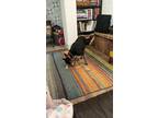 Adopt Ziggy a Black - with White Australian Cattle Dog / Australian Shepherd /