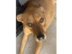 Adopt Hombre a Red/Golden/Orange/Chestnut Rhodesian Ridgeback / Mixed dog in