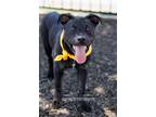 Adopt DIAMOND PUP Hugsy a Black Labrador Retriever / Plott Hound / Mixed dog in