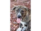 Adopt DIAMOND PUP Frank Jr a Brindle - with White Labrador Retriever / Plott