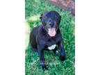 Adopt DIAMOND PUP Monica Geller a Black - with White Labrador Retriever / Plott
