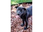 Adopt DIAMOND PUP Regina Phalange a Black Labrador Retriever / Plott Hound /