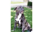 Adopt DIAMOND PUP Marcel a Black - with White Labrador Retriever / Plott Hound /