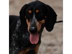 Adopt Shakira a Brindle - with White Bluetick Coonhound dog in Columbia