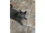 Adopt Luna a Gray, Blue or Silver Tabby Domestic Shorthair / Mixed (short coat)