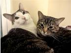 Adopt Larry and Moesha a Brown Tabby Domestic Shorthair / Mixed (short coat) cat