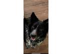 Adopt morph a Black Texas Heeler / Australian Cattle Dog / Mixed dog in West