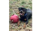 Adopt LIONEL a Black - with Brown, Red, Golden, Orange or Chestnut Rottweiler /