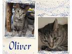 Adopt Oliver a Brown Tabby Domestic Shorthair / Mixed cat in Hamilton