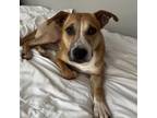 Adopt Rio a Brown/Chocolate American Pit Bull Terrier / Mixed Breed (Medium) dog