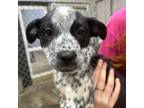 Adopt Loki a Tan/Yellow/Fawn Australian Cattle Dog / Mixed Breed (Medium) dog in