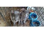 Adopt Mow Mow a Gray or Blue Russian Blue / Mixed (short coat) cat in Bentley