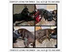 Adopt Lab/Pit Bull puppies-COURTESY a Brown/Chocolate American Pit Bull Terrier