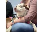 Adopt Tammy a American Pit Bull Terrier / Husky / Mixed dog in Barrington