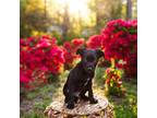 Adopt Freddy a Black Australian Cattle Dog / American Pit Bull Terrier dog in
