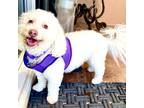 Adopt Louis #428 a Tan/Yellow/Fawn Bichon Frise dog in Placentia, CA (41202769)