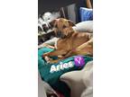 Adopt Aries a Tan/Yellow/Fawn - with White American Pit Bull Terrier / Mastiff /