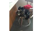 Adopt Sushi a Gray or Blue Norwegian Forest Cat / Mixed (medium coat) cat in