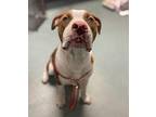 Big Baby Zane American Staffordshire Terrier Young Male