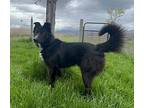 Jackie Border Collie Adult Male