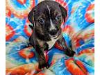 Mia Labrador Retriever Puppy Female