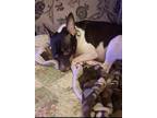 Adopt Charlie a White - with Brown or Chocolate Rat Terrier / Mixed dog in