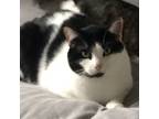 Adopt Booli a Black & White or Tuxedo American Shorthair / Mixed (medium coat)