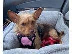 Lentz (Ginger)~ Yorkie, Yorkshire Terrier Female