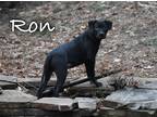 Adopt Ron a American Pit Bull Terrier / Mixed dog in Topeka, KS (39405227)