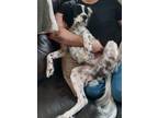 Adopt BUDDY a White - with Black English Setter / Mixed dog in Oskaloosa