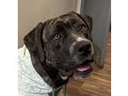 Adopt Athena a Mastiff / Mixed dog in San Diego, CA (41208605)