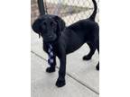 Adopt Maverick a Black Labrador Retriever / Poodle (Standard) / Mixed dog in