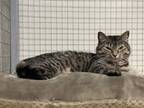 Adopt Wiz a Gray or Blue Domestic Shorthair / Mixed Breed (Medium) / Mixed