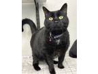 Adopt Avery a All Black Domestic Mediumhair / Mixed Breed (Medium) / Mixed
